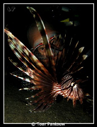 3 eyes...
shore dive heading to Mandarin Fish Spot in th... by Toar Pantouw 